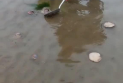 赶海的视频,探寻海洋宝藏的欢乐时光